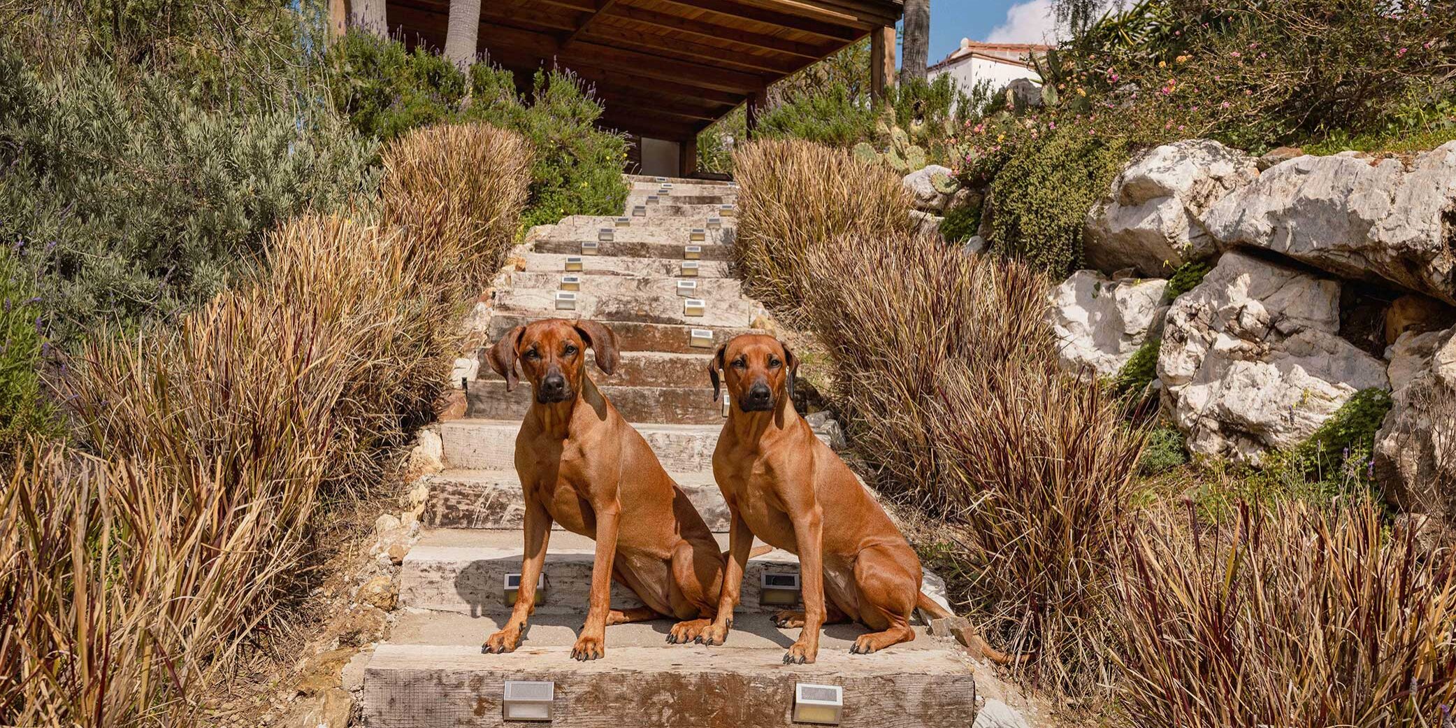 Hotel boutique que admite perros